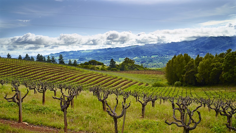 From Monte Rosso's Oldest Vines, the New Monte Rosso Estate Wines