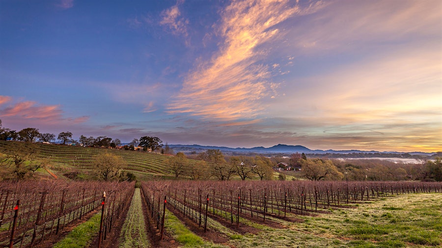 The Arista Estate vineyard, planted in 2012 by Ulises Valdez, enjoys a prime spot in the Russian River Valley.