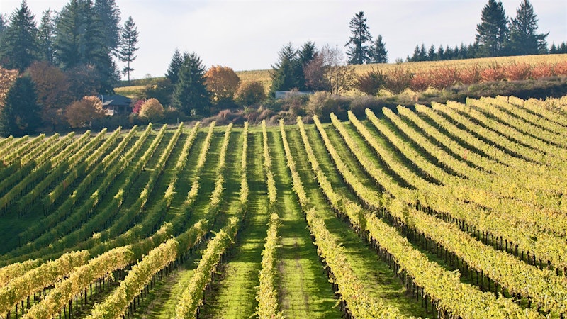 Alphabetical Guide to Oregon Chardonnay
