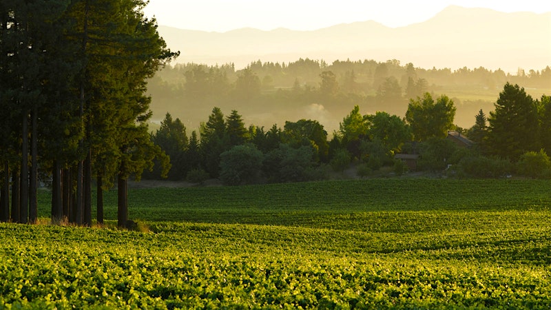 8 Outstanding West Coast Pinot Noirs Up to 93 Points