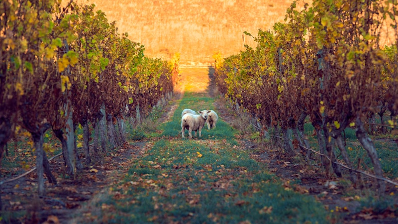 9 Glorious New Zealand Sauvignon Blancs Priced $27 or Less