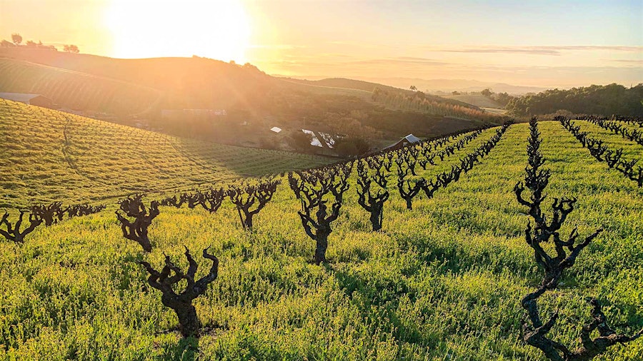 With vines over 100 years old, Pesenti Vineyard in Paso Robles has been a prime estate Zinfandel vineyard for Turley Cellars since 2000.