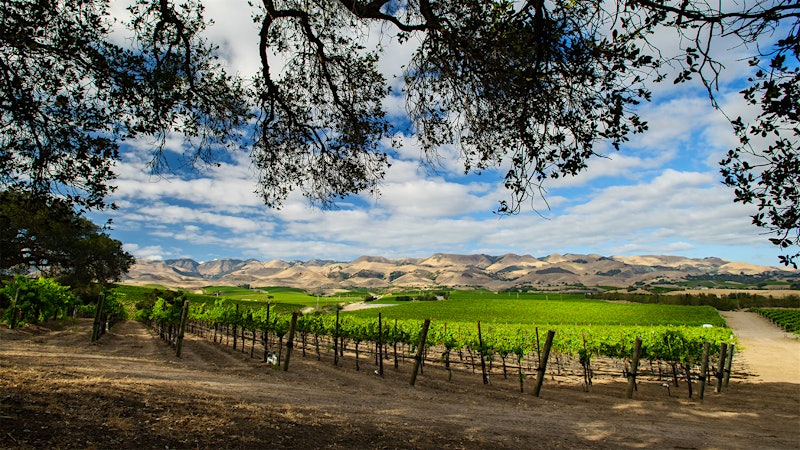 8 Delicious California Chardonnays Up to 93 Points