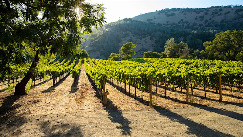 7 Exciting California Zinfandels at 90+ Points