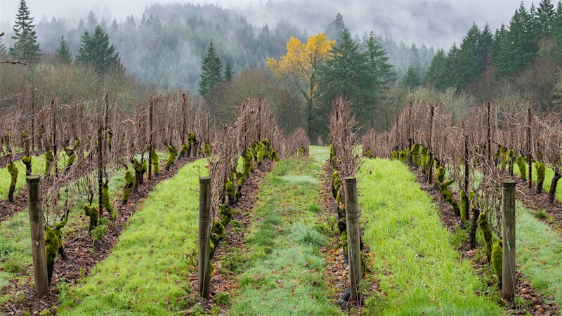 8 Wonderful West Coast White Wines Up to 92 Points